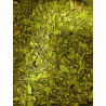 Feuilles de moringa bio Les Jardins de Gaïa