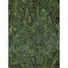 Gyokuro du Japon