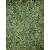 Sencha du Japon