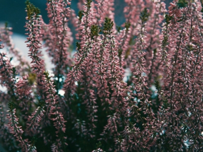 1er novembre 2025 : jour férié, c'est fermé !